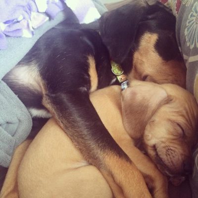 Two puppies cuddling named Hunter and Winnie