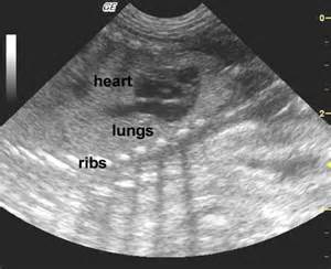 An ultrasound of a pet's vital organs